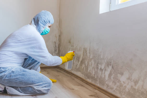 Licensed Black Mold Removal service in Mill Hall, PA - WQB Mold Removal